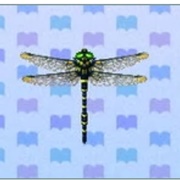 Banded Dragonfly