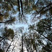 Have Sex in the Woods