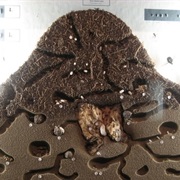 Discover the Life of Ants