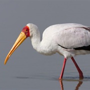 Stork