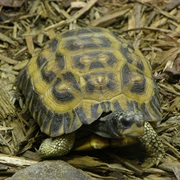 Flat-Backed Spider Tortoise