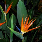 Bird of Paradise