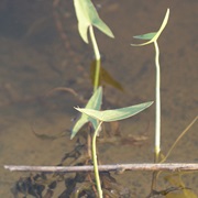 Duck Potato (Sagittaria Cuneata)