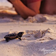 Orangutans & Turtle Hatcheries in Borneo
