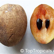 Sapodilla