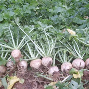 Gegeol Radish