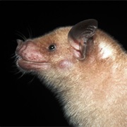 Jamaican Flower Bat