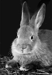 Once We Were Four (1942)