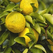Yuzu (Citrus Junos)