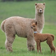 Alpaca Streicheln
