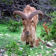 Aoudad