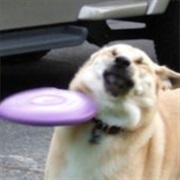 Frisbee Doge