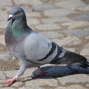 Pigeon