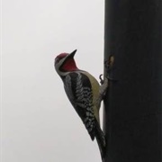 Woodpecker Column, Toronto, Ontario