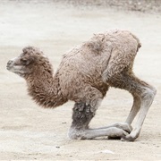 Camel