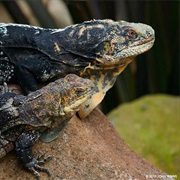 Black-Chested Spiny-Tailed Iguana