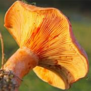 Saffron Milk Cap