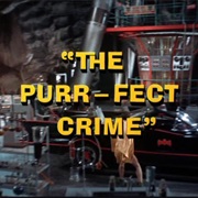 The Purr - Fect Crime