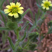 Grassy Tarweed (Madia Gracilis)
