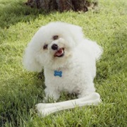 Bichon Frise