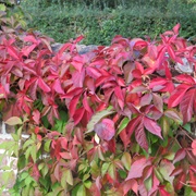 Bateman's House and Garden