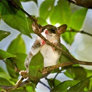Grayish Mouse Opossum