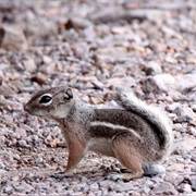 Texas Antelope Squirrel