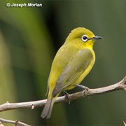 White-Chested White-Eye