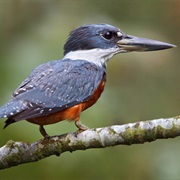 Ringed Kingfisher