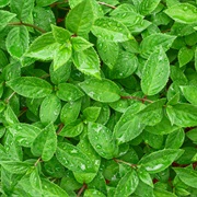 Leaves