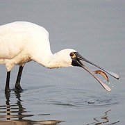 Black-Faced Spoonbill