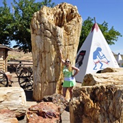 See the World's Largest Petrified Wood