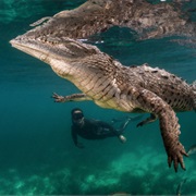 Jardines De La Reina, Cuba