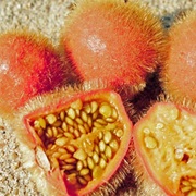 Fuzzyfruit Nightshade (Solanum Candidum)
