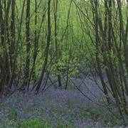 Tudeley Woods