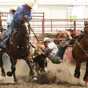 See a Rodeo