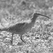 Eskimo Curlew