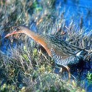 Ridgway's Rail