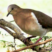 Grenada Dove (Grenada)