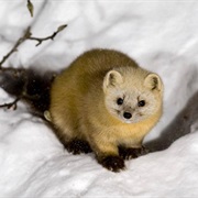 Japanese Marten