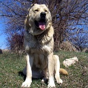 Armenian Gampr Dog