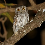 Oriental Scops-Owl