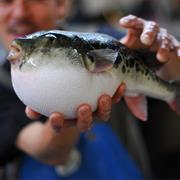 Pufferfish