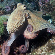 Common Octopus