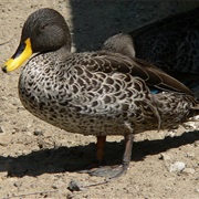 Yellow-Billed Duck