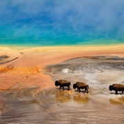 Buffalo in Yellowstone National Park