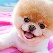 Know Everything About Your Favorite Animal