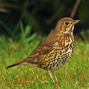 Song Thrush