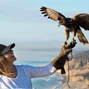 Take a Falconry Class