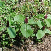 Toadshade (Trillium Sessile)